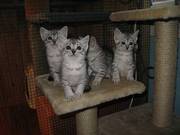 Egyptian Mua kitten for Adoption