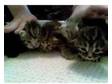 Christmas Kittens. 3 Silver Tabby kittens £100) and 2....