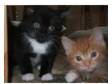 4 Beautiful Kittens For Sale. 1 Ginger & White Tabby, ....