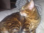 F3 Bengal Cat For Sale