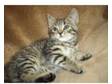Tabby kittens looking for loving homes,  all deflead and....
