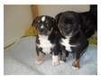 Mini staffies,  purposefully bred to be small staffs!!....