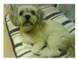 KC Lhasa Apso For Stud. My name is Axel and i am 1 year....