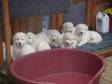 white german shepherd pups. beautiful big boned chunky....