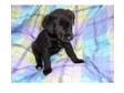 blakc lab pup ready now. i have for sale a black lab....