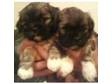 KC Reg Lhasa Apso Puppy's. Beautiful Lhasa puppy's for....