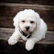 home trained bichon frese