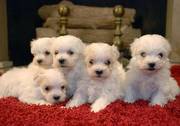 Ckc Registered Maltese Puppies Ready to go