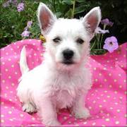 Our Available West Highland Terrier Puppies