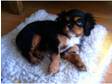 Cavalier King Carles Spaniel KC registered girl Puppy
