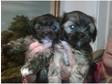 Two beautifull little Lhasa-apso puppies for sale