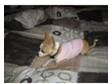 shorthaired chihuahua girl. 3 year old spade short hair....