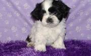 affectionate shih tzu puppies for sale