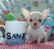 adorable chihuahua puppy for caring home