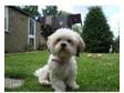Lhasa Apso Puppies KC Registered,  be the first to have....