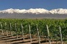 Land invetment from Argentina (vineyards  sell) pre/mountain